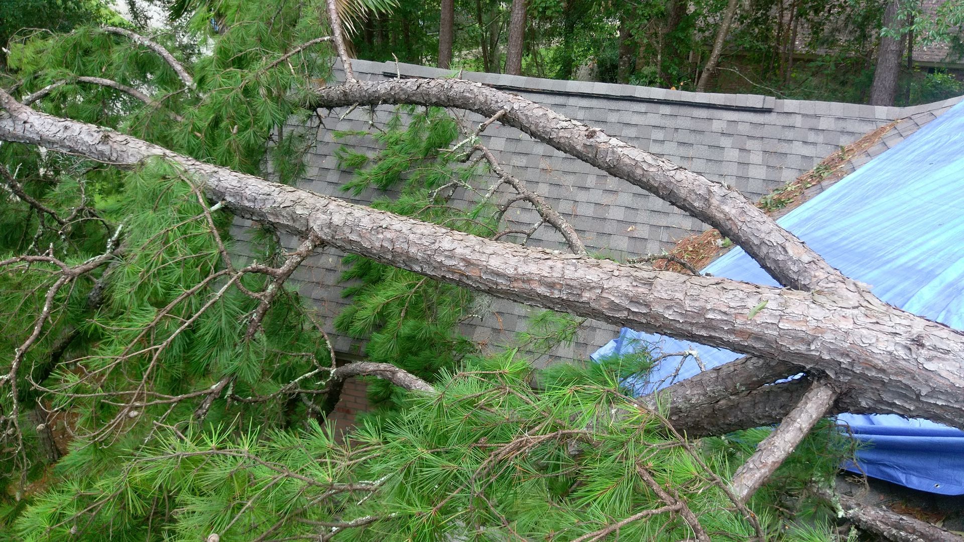 Fallen tree branches lying across a blue metal roof in a wooded area