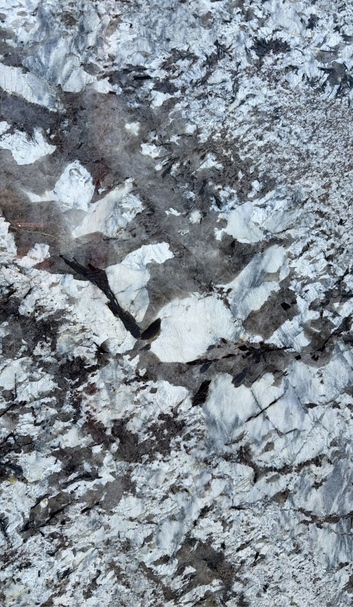 White birds on snowy, rocky ground amid sparse branches