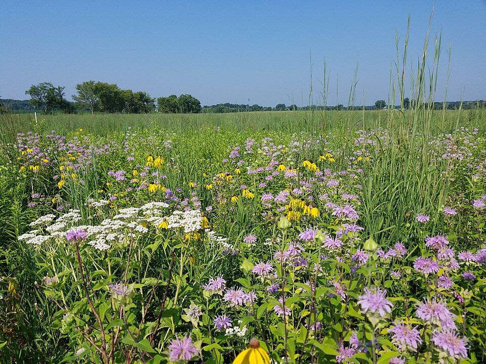 The Power of Prairie Roots