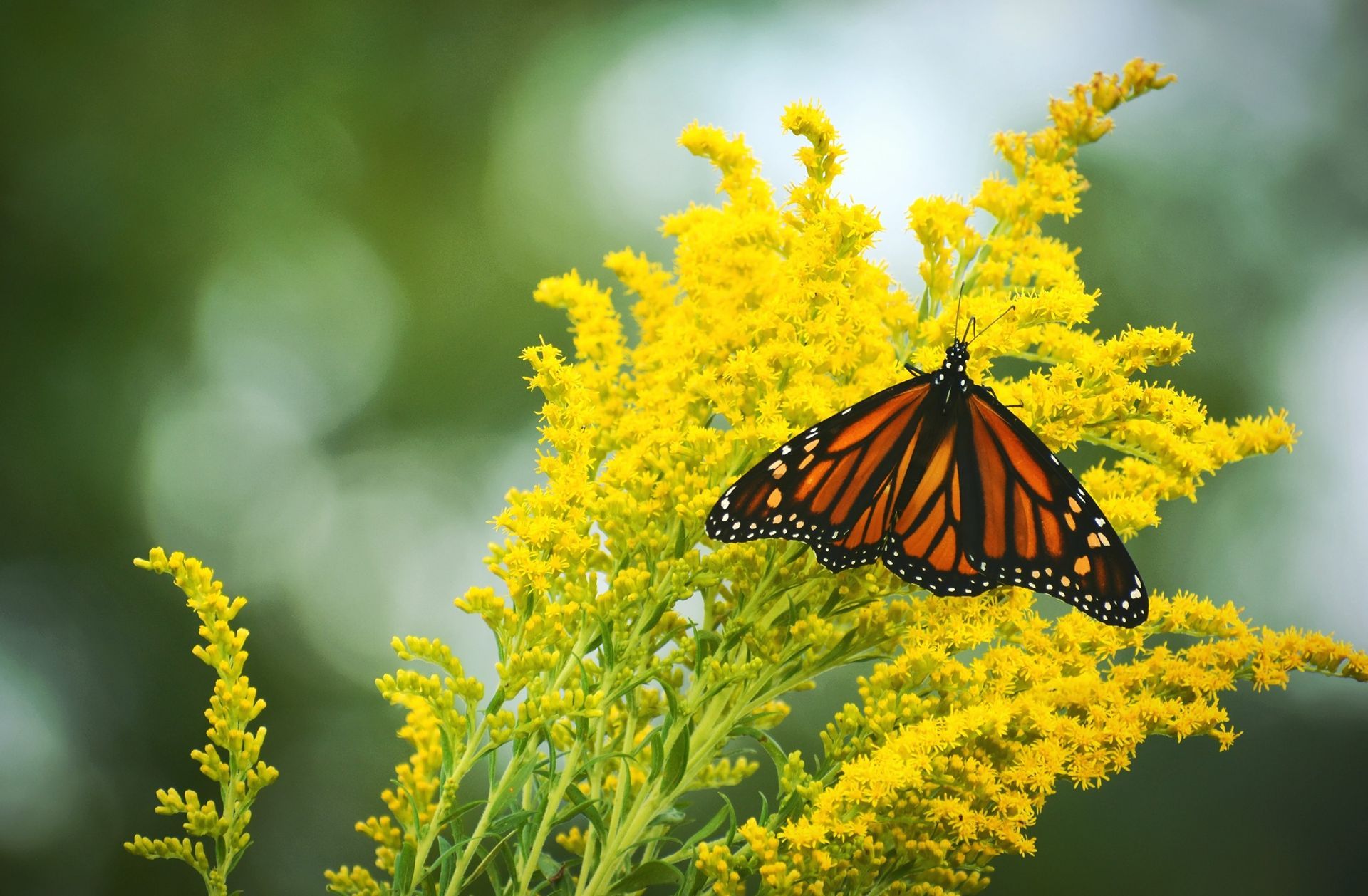 Monarch butterfly pollinating goldenrod flowers.