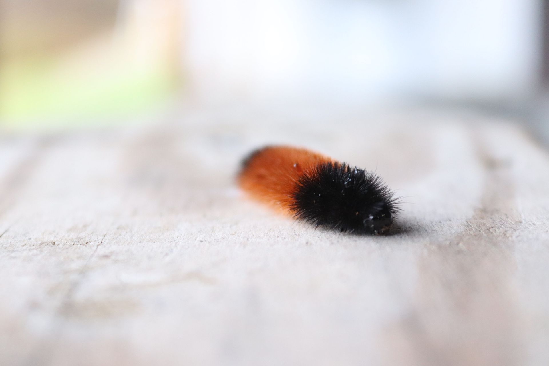 Woolly bear caterpillar crawling on wood.