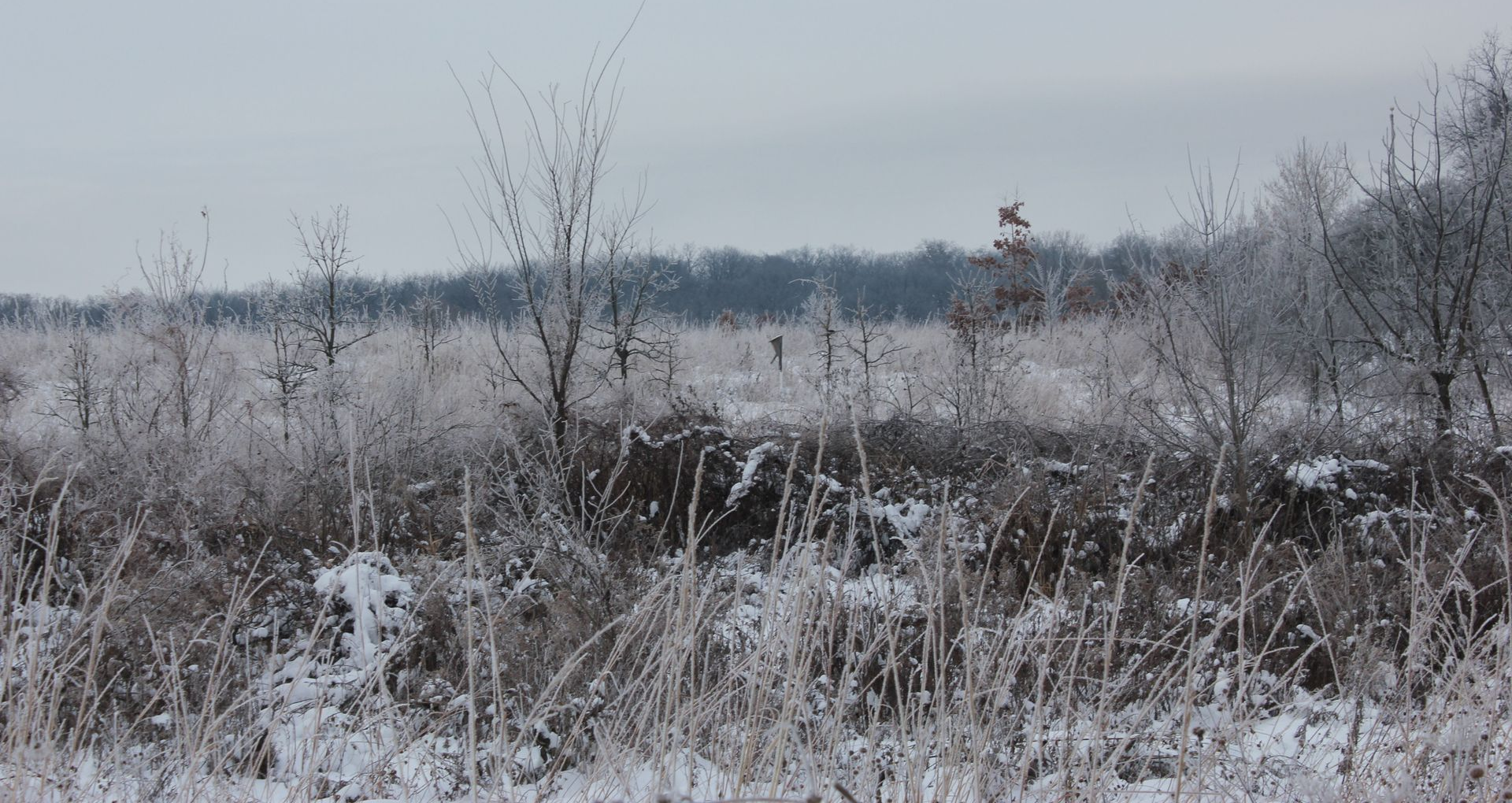 Picture of a prairie on an overcast day in winter. In the background, there is an outline of an oak savanna.
