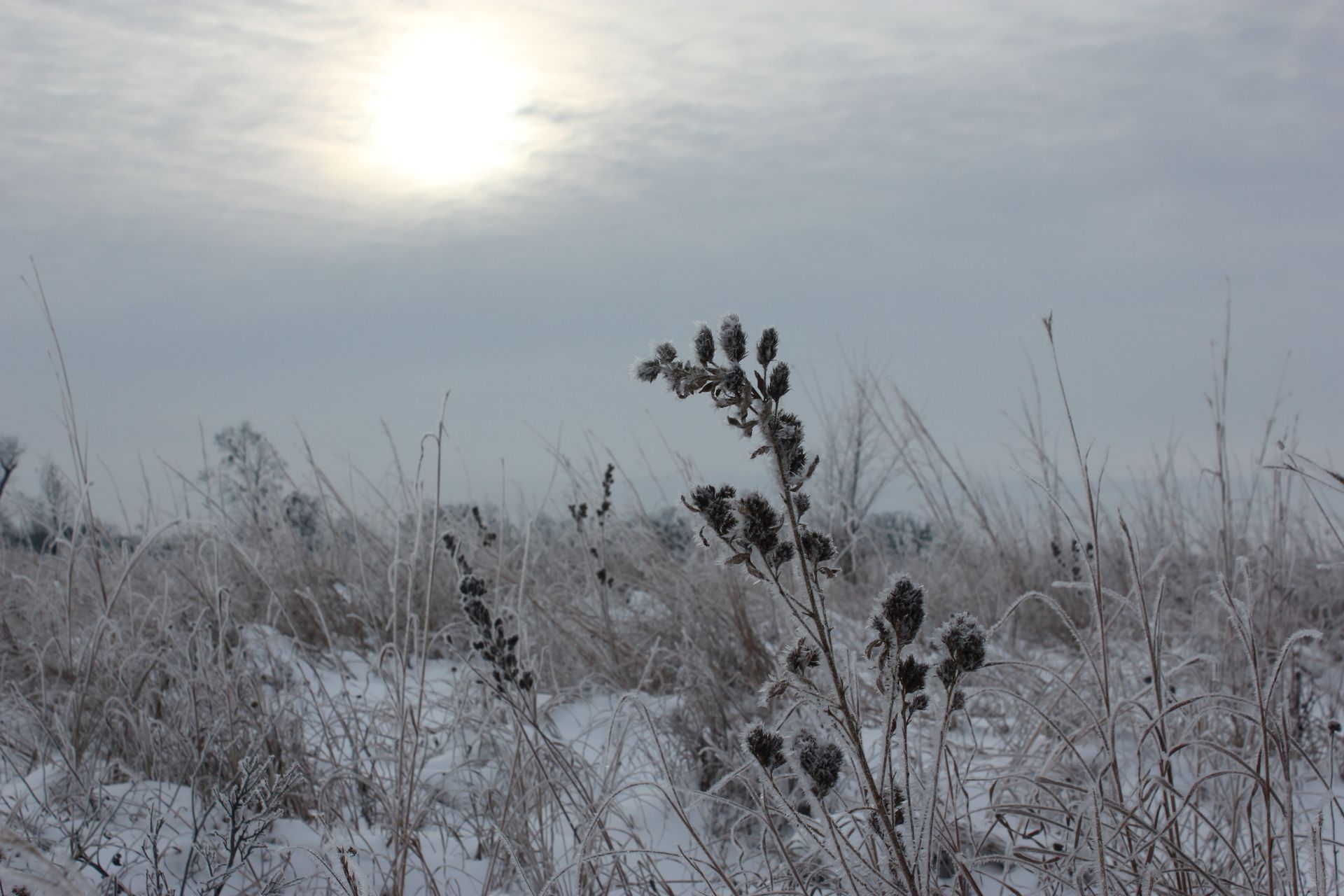 Round-headed bush clover in a snowy prairie.