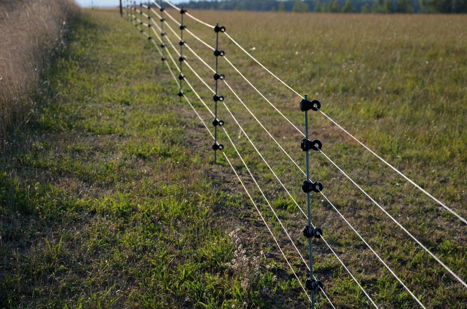 Electric fence posts with white wires running through a grassy field