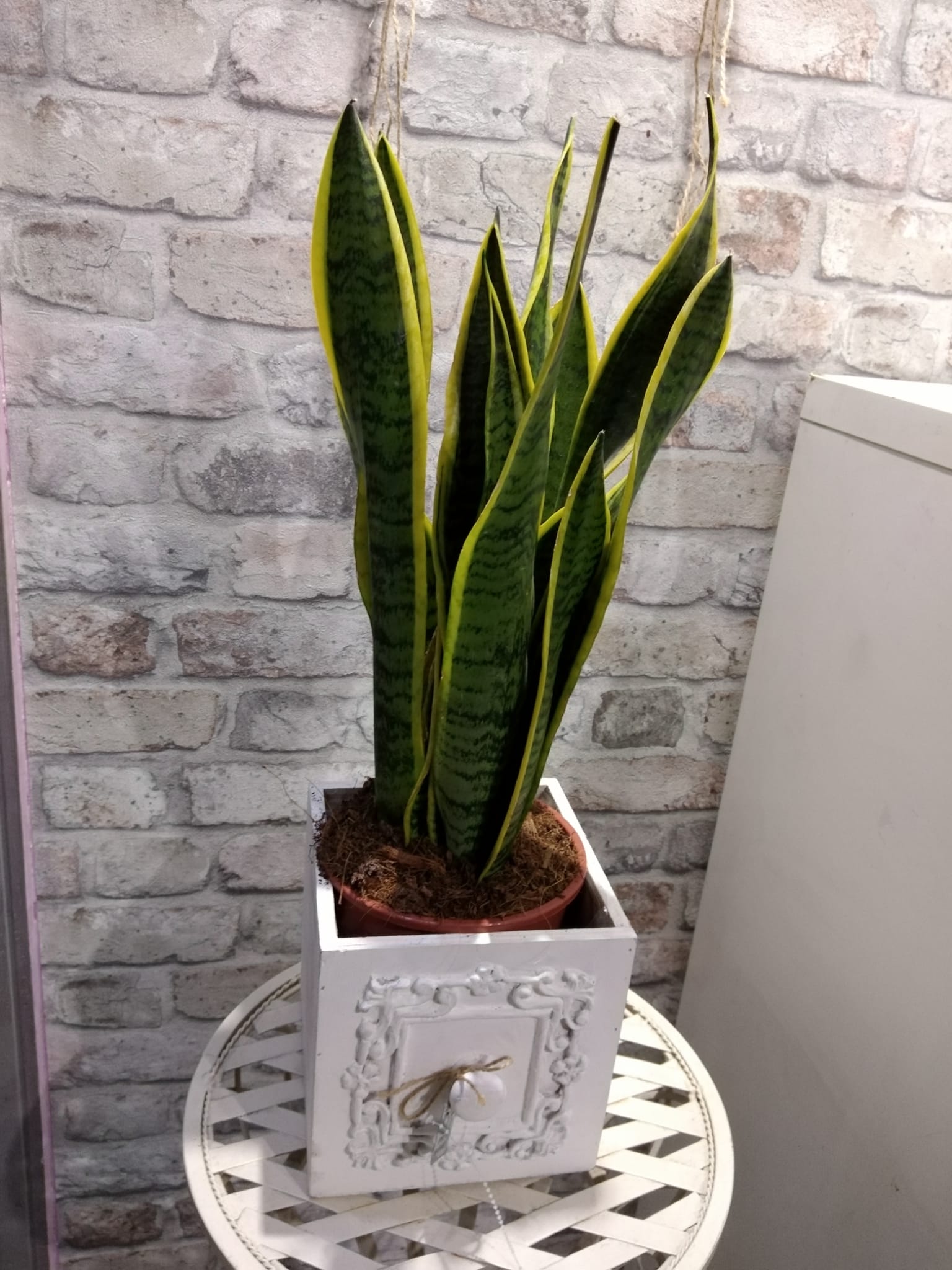 piante interno 6