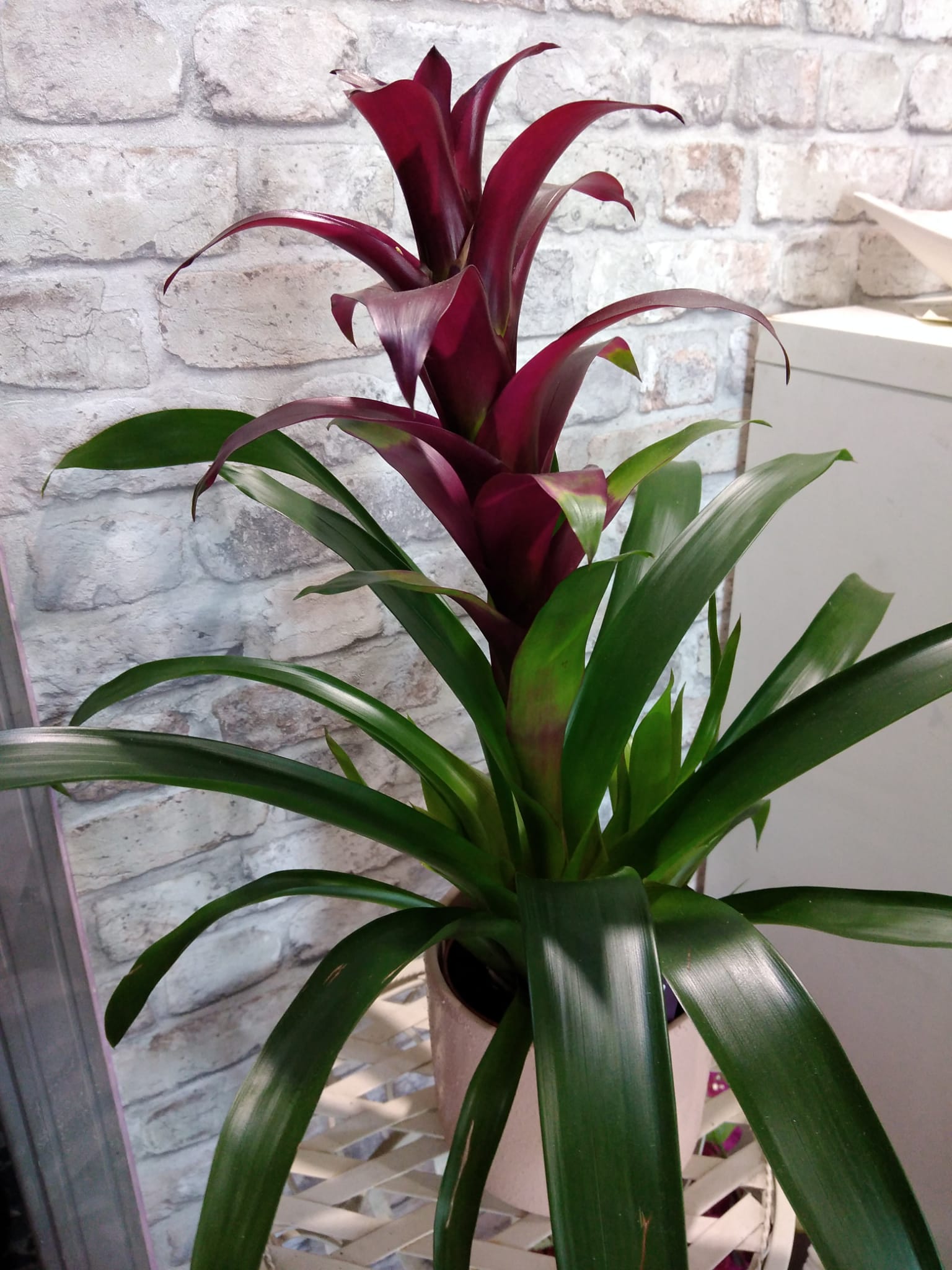 piante interno 8