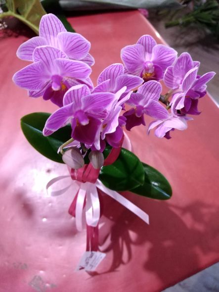 orchidea