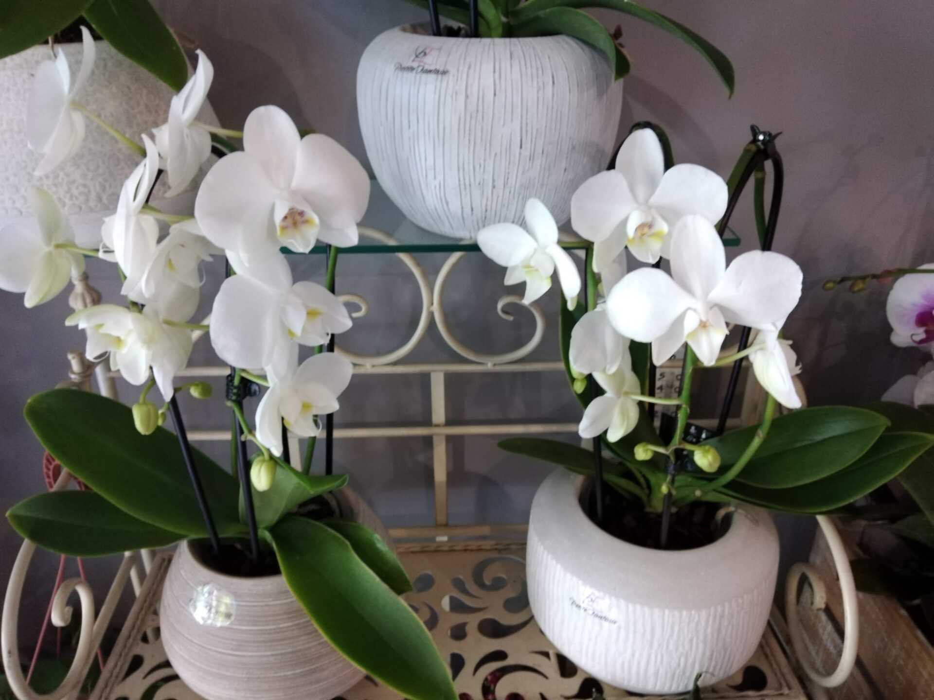 piante interno 3