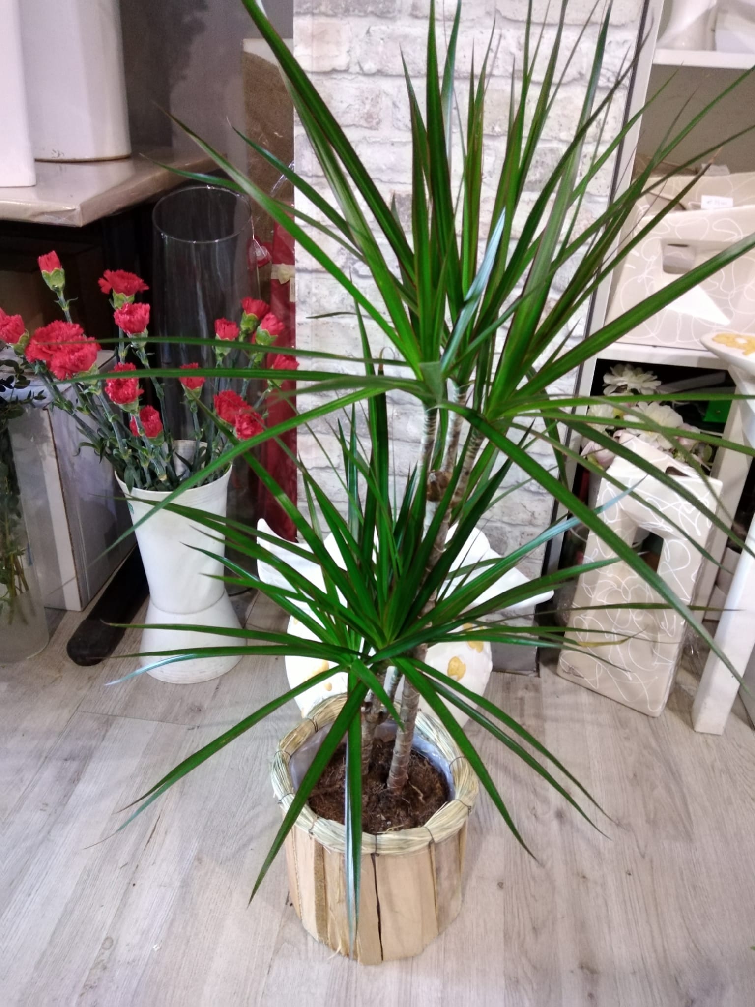 piante interno 2