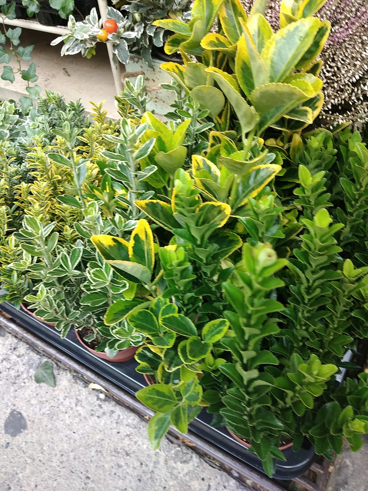 piante esterno 6