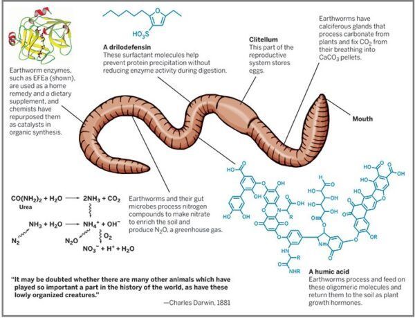 A humic acid earthworms