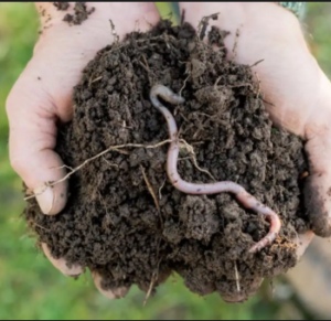 Antimicrobial Activity of Earthworm Extracts