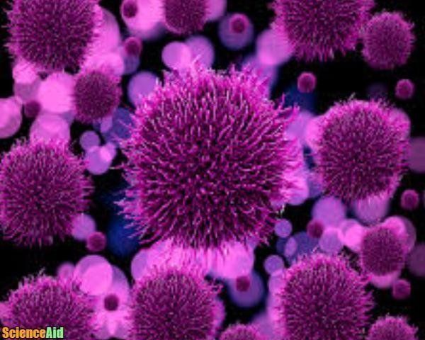 There are many examples of proteins with antimicrobial properties found in nature. One of them is dermcidin. It is found in human sweat and is effective against some bacteria. Gramicidin S is a well-known AMP which is approved in Russia and can treat oral infections. Some of them, so-called cecropins isolated from the moth, also possess activities against tumor cells. Melittin is a protein isolated from the venom of the honey bee. Active proteins are magainins and PGLa, both produced by an African frog species. There also efficient proteins from fungi which form pores in lipid membranes and are active against other fungi, bacteria, and viruses. Because of their unique mechanism of antibiotic action, AMPs are regarded as promising compounds to treat microbial or viral infections and even cancer cells. Many antibiotic drugs including penicillin lose or have lost their efficacy due to resistant bacterial strains. New proteins such as the AMP or CPP are promising to be the new-era antibiotics because their mechanism doesn’t allow a quick resistance response from bacteria.