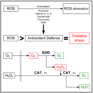 Antimicrobial activity of earthworm