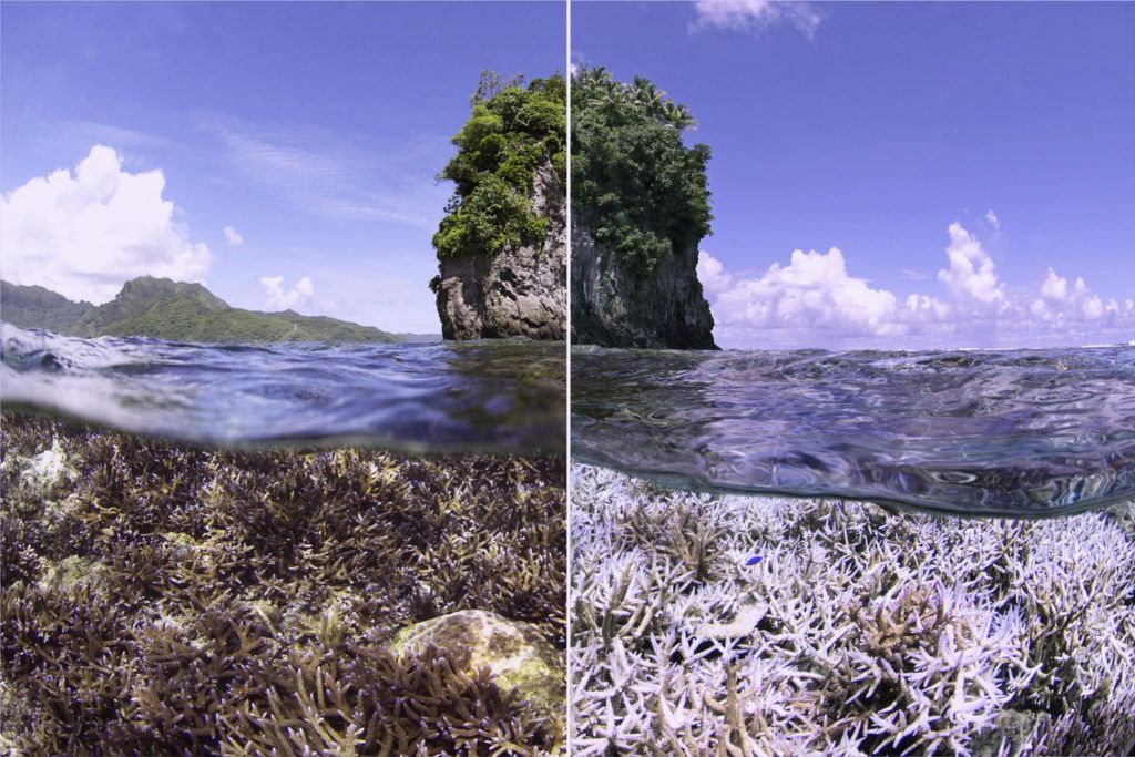 Corals