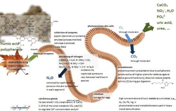 ChemistryEarthworm
