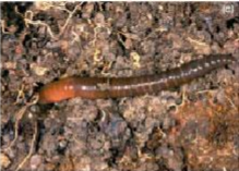 Antimicrobial Activity of Earthworm Extracts