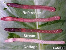 Earthworms to aid soil clean-up
