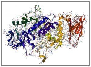 New Enzyme Complex