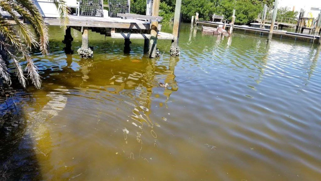 Red Tide (Karenia Brevis) Decontamination