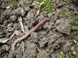 Soil Remedation