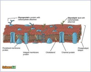 antibiotic proteins