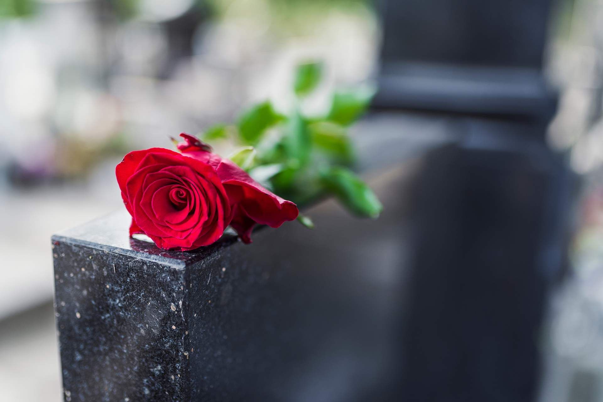 A red rose is sitting on a gravestone in a cemetery.