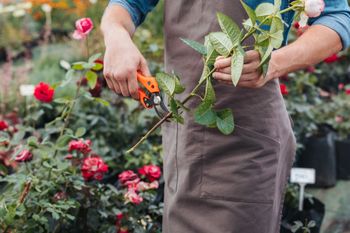 Giardiniere con grembiule marrone che pota un cespuglio di rose con delle cesoie arancioni.