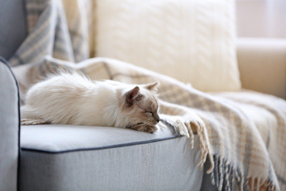 Gatto che dorme su letto