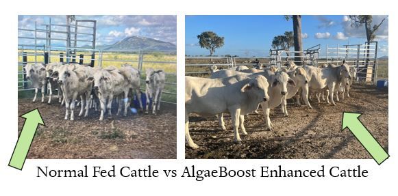 Split view of cattle in pens labeled normal fed and algaeBoost enhanced cattle with green arrows