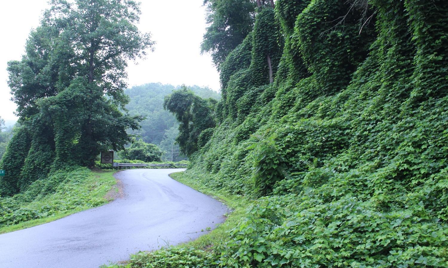 Managing Invasive Plant s