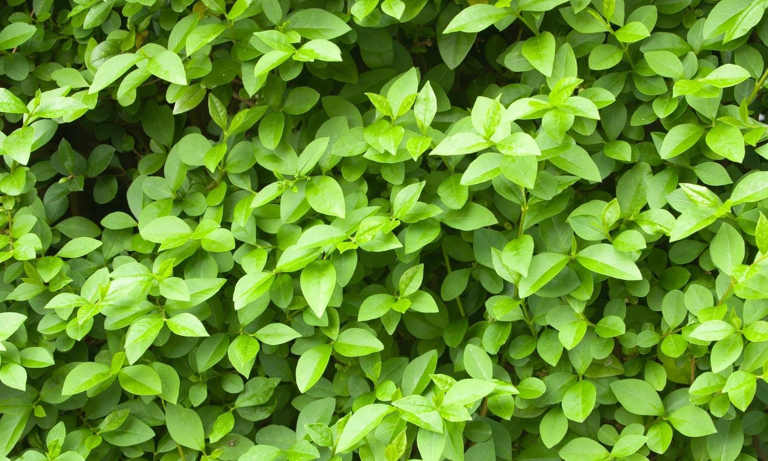 Invasive Plants