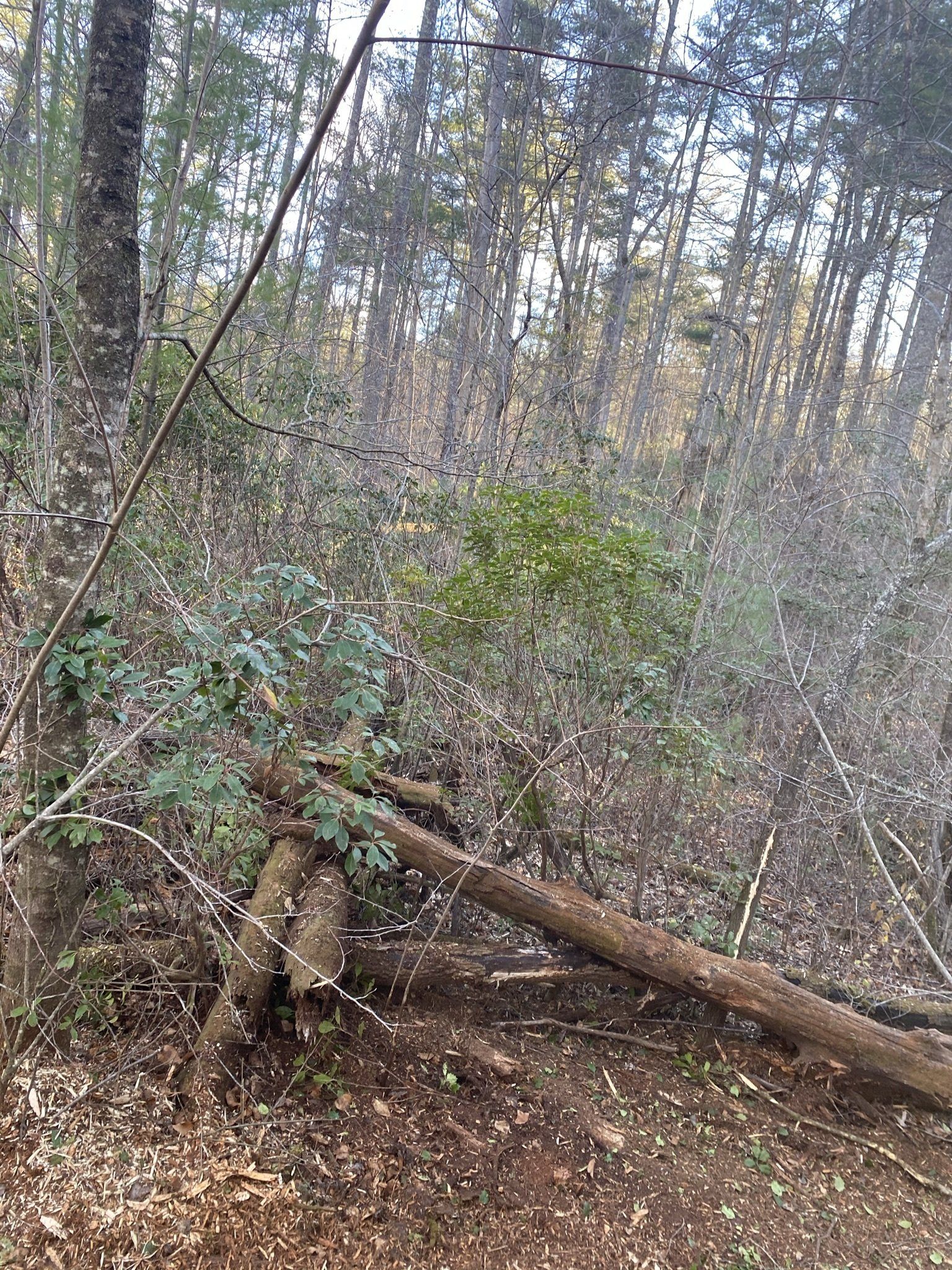 Before Forestry Mulching in North Georgia mountains