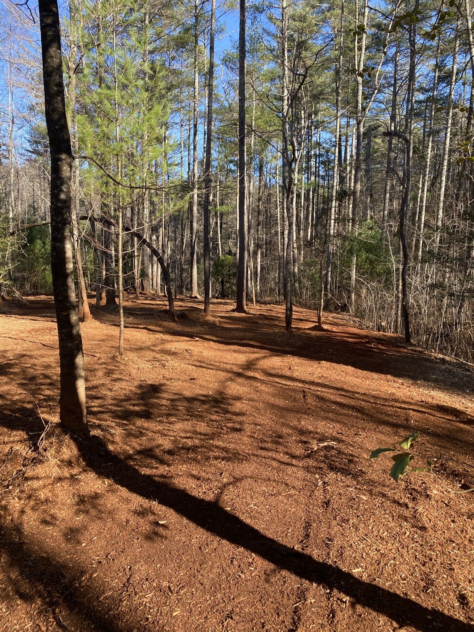 After Forestry Mulching in North Georgia mountains