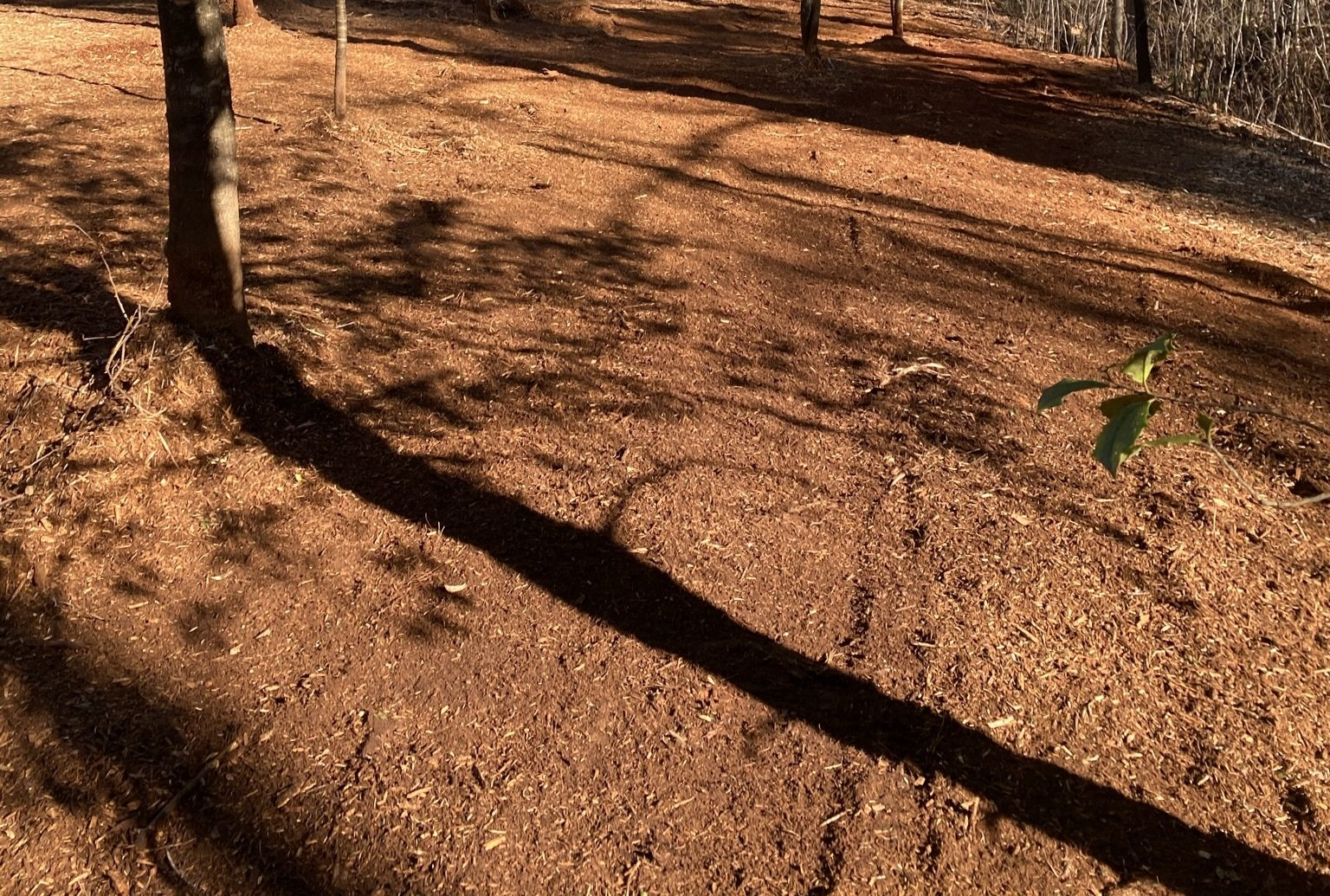 Mulch Clearing Vs. Traditional Clearing Mulch Clearing Vs. Traditional Clearing