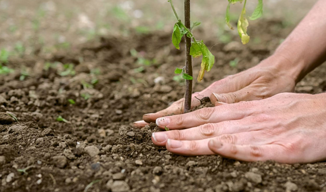 Mulching Services Mulching Services