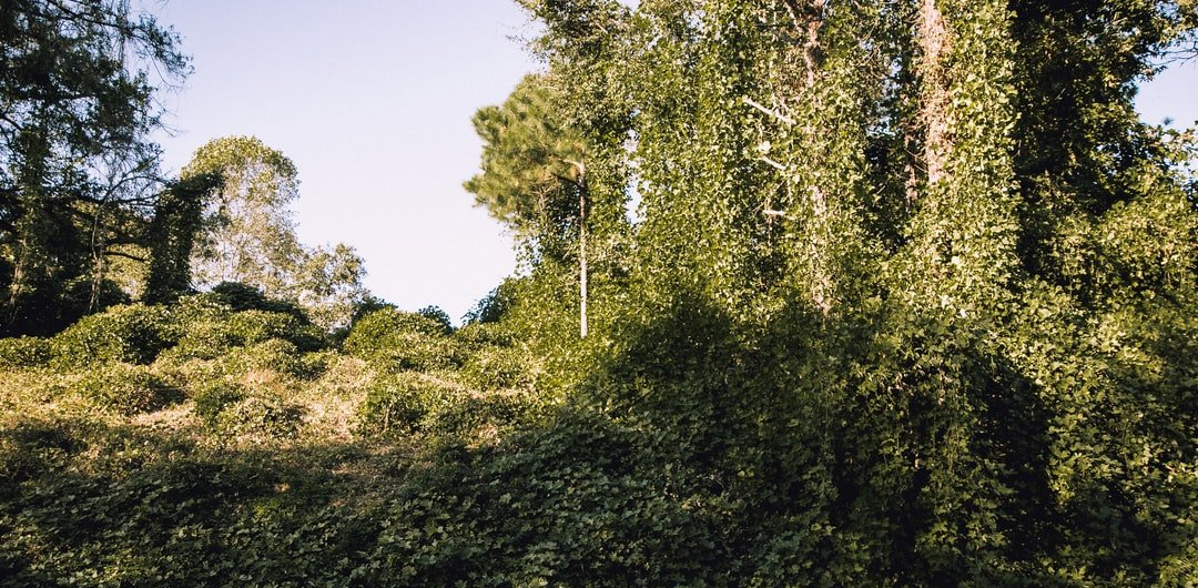 Dawsonville Forestry Mulching Service