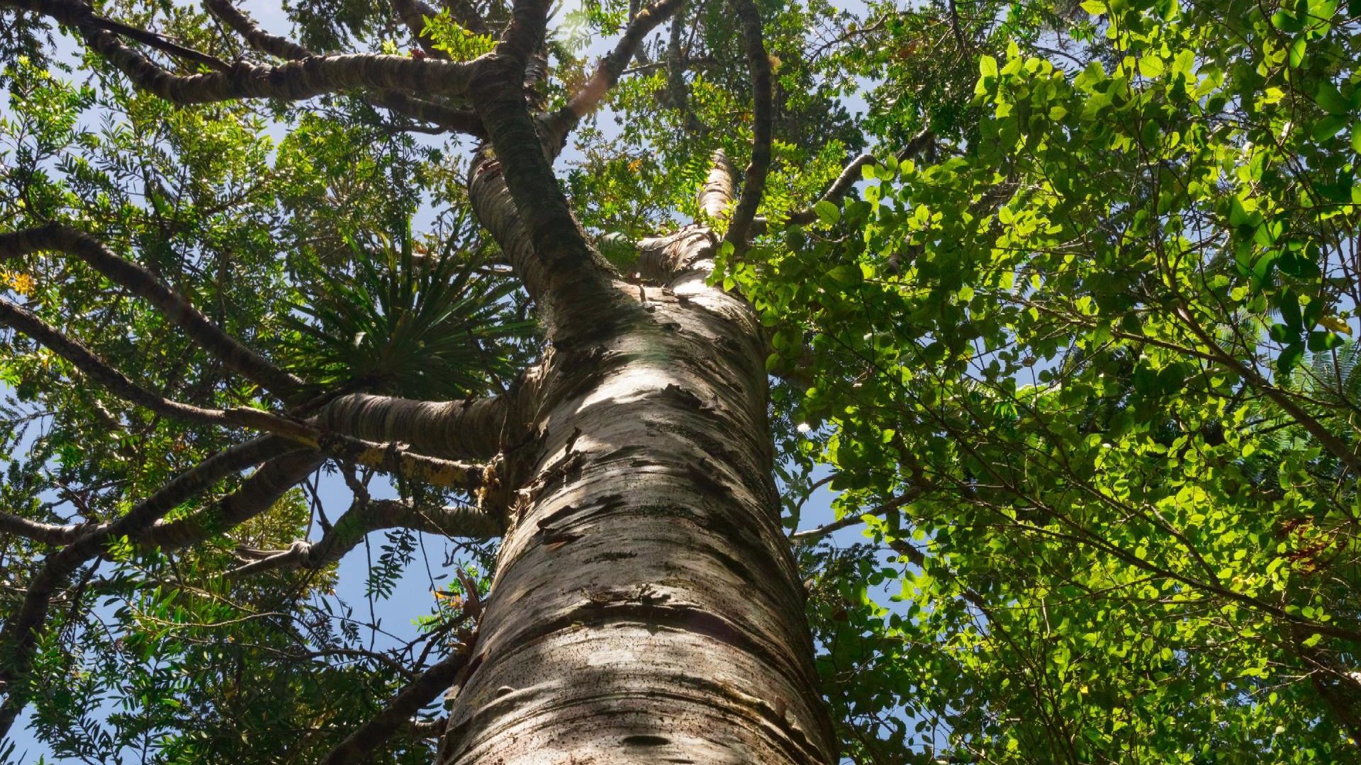 Looking up at the sky through the tree branches