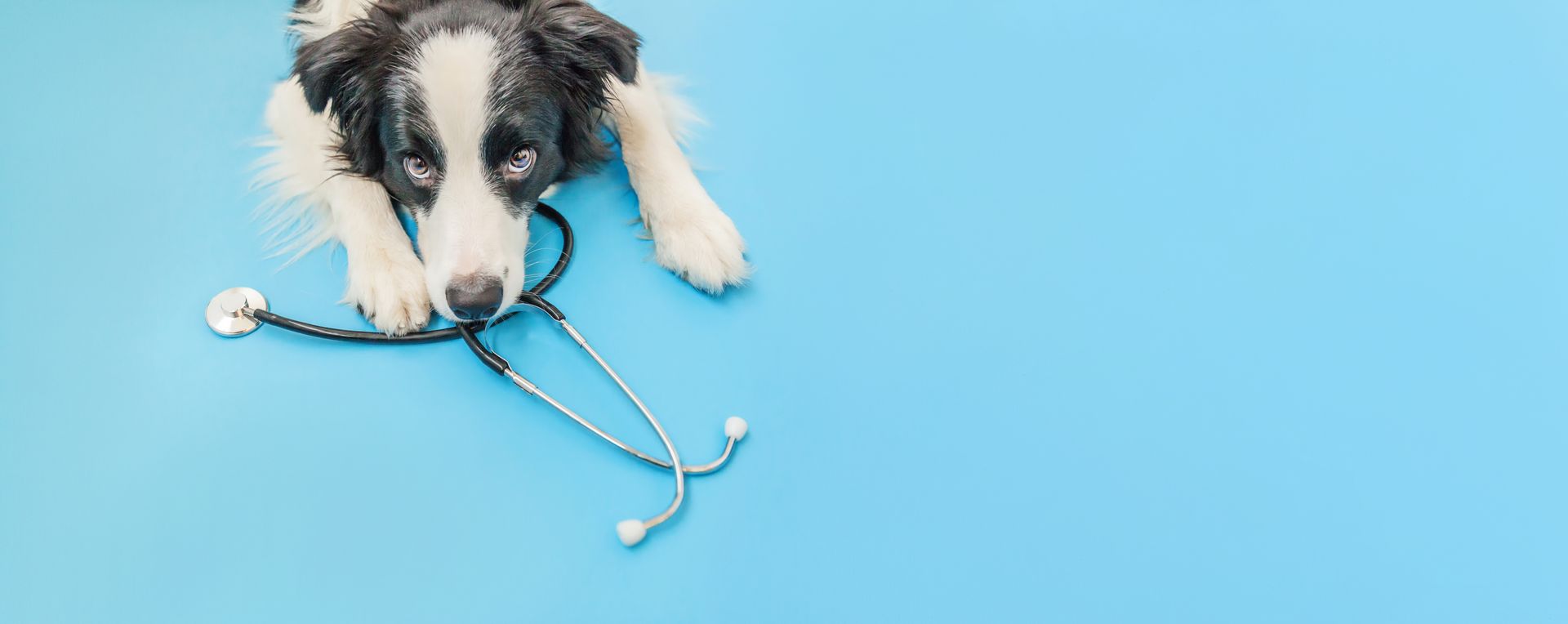 Border collie puppy lying down with a stethoscope around its neck, representing after hours vet serv