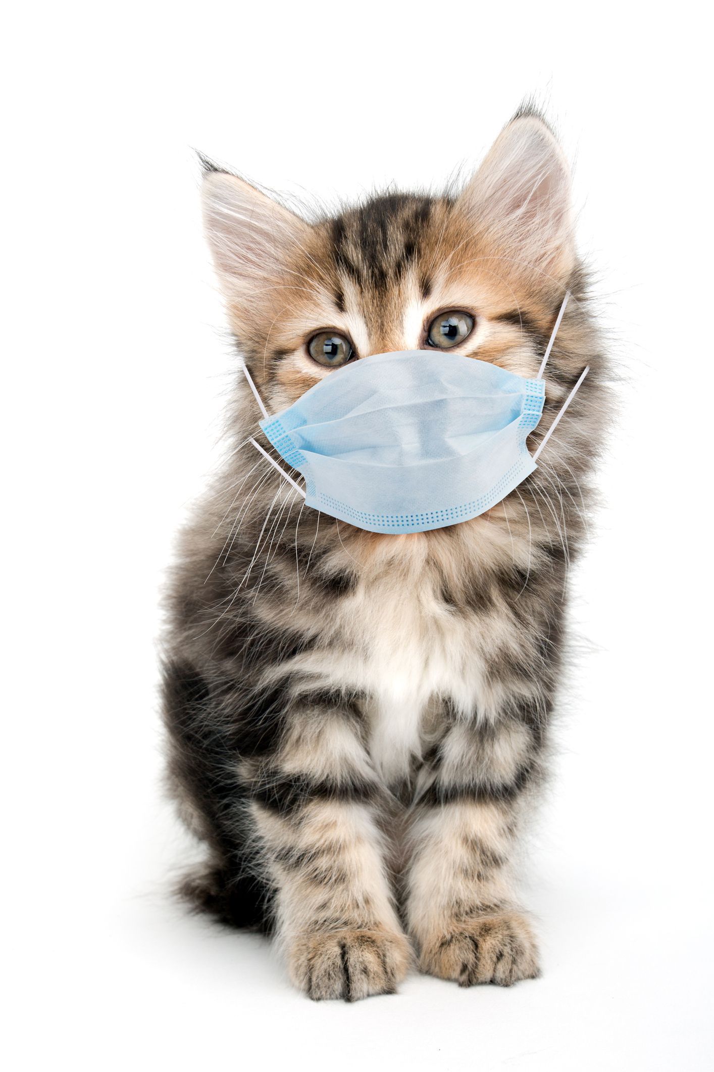 Kitten with tabby markings wearing a blue surgical mask, sitting against a white background.