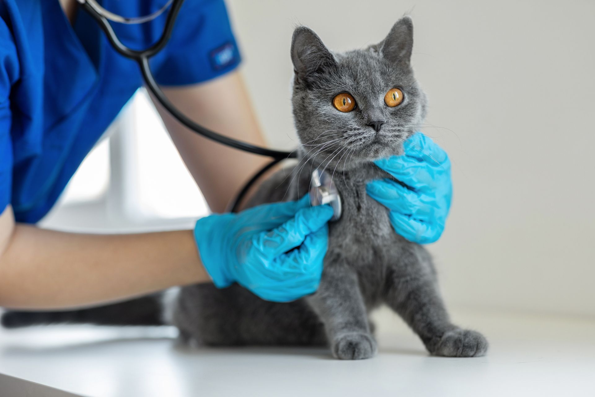 Veterinarian in blue scrubs examines a gray cat with a stethoscope.