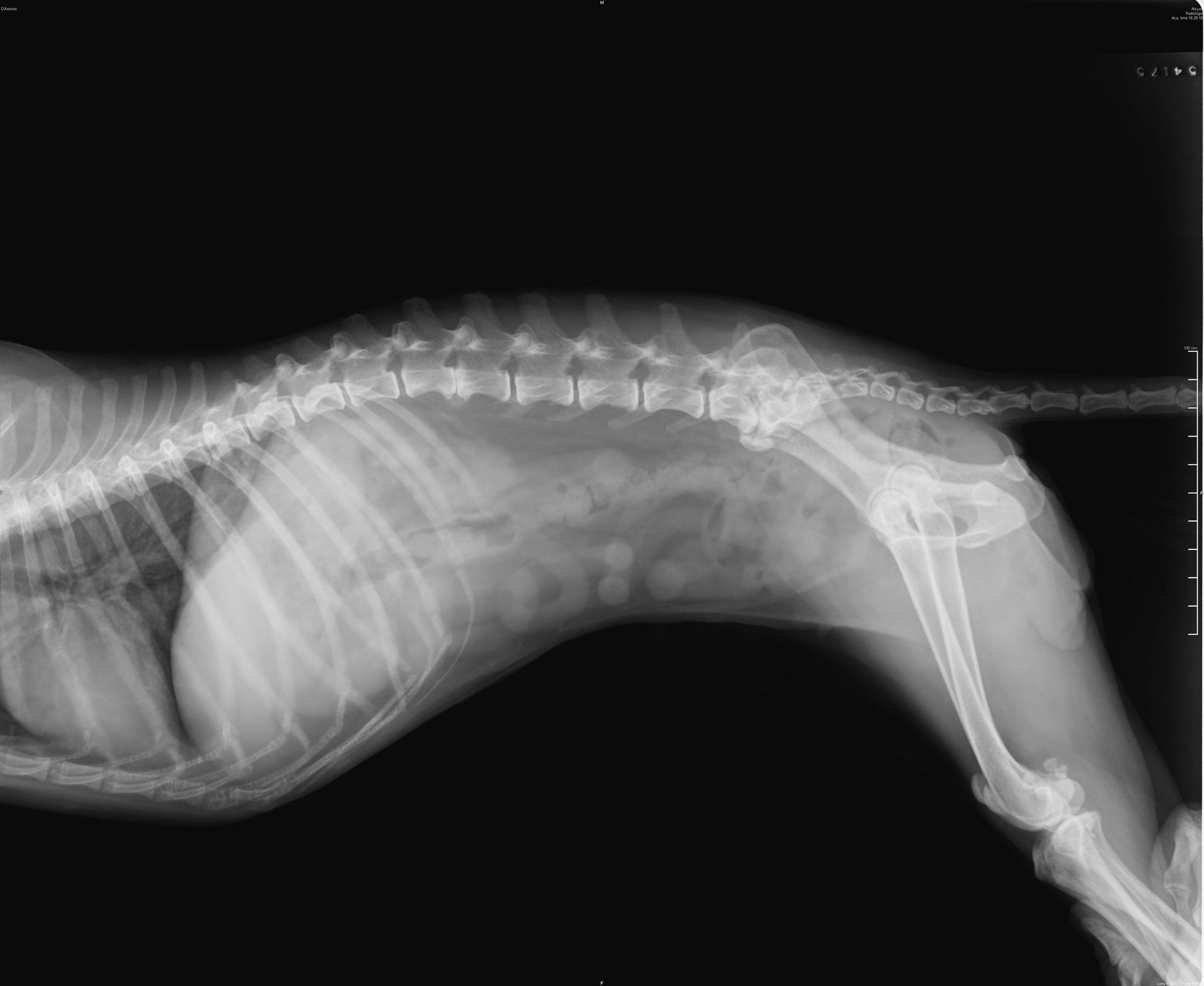 X-rays - Whyalla, SA - Dr Mustafa Bozkurt