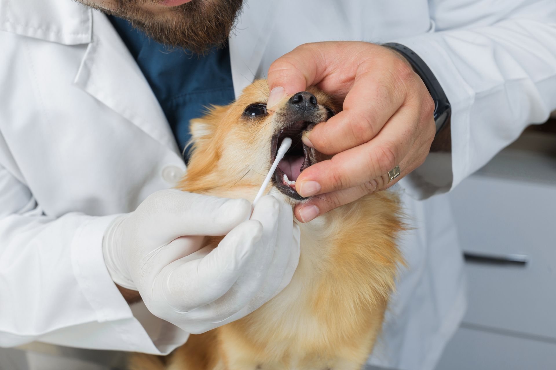Veterinarian taking a mouth swab from a small, tan dog. The dog's mouth is open. The veterinarian wears a lab coat and gloves.