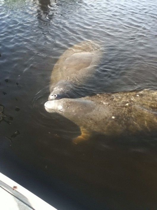 Two manatees floating in dark water, one with its head above the surface.