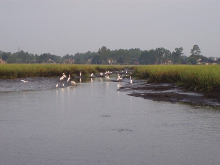 White birds stand in a tidal marsh with green grass and trees in the background.