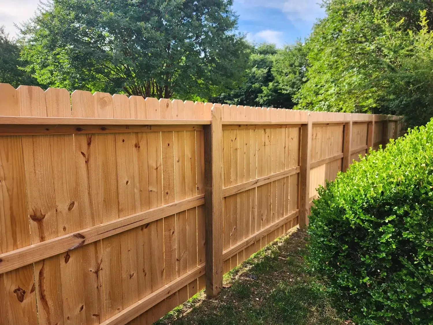 Wooden privacy fence beside a green hedge under a clear blue sky