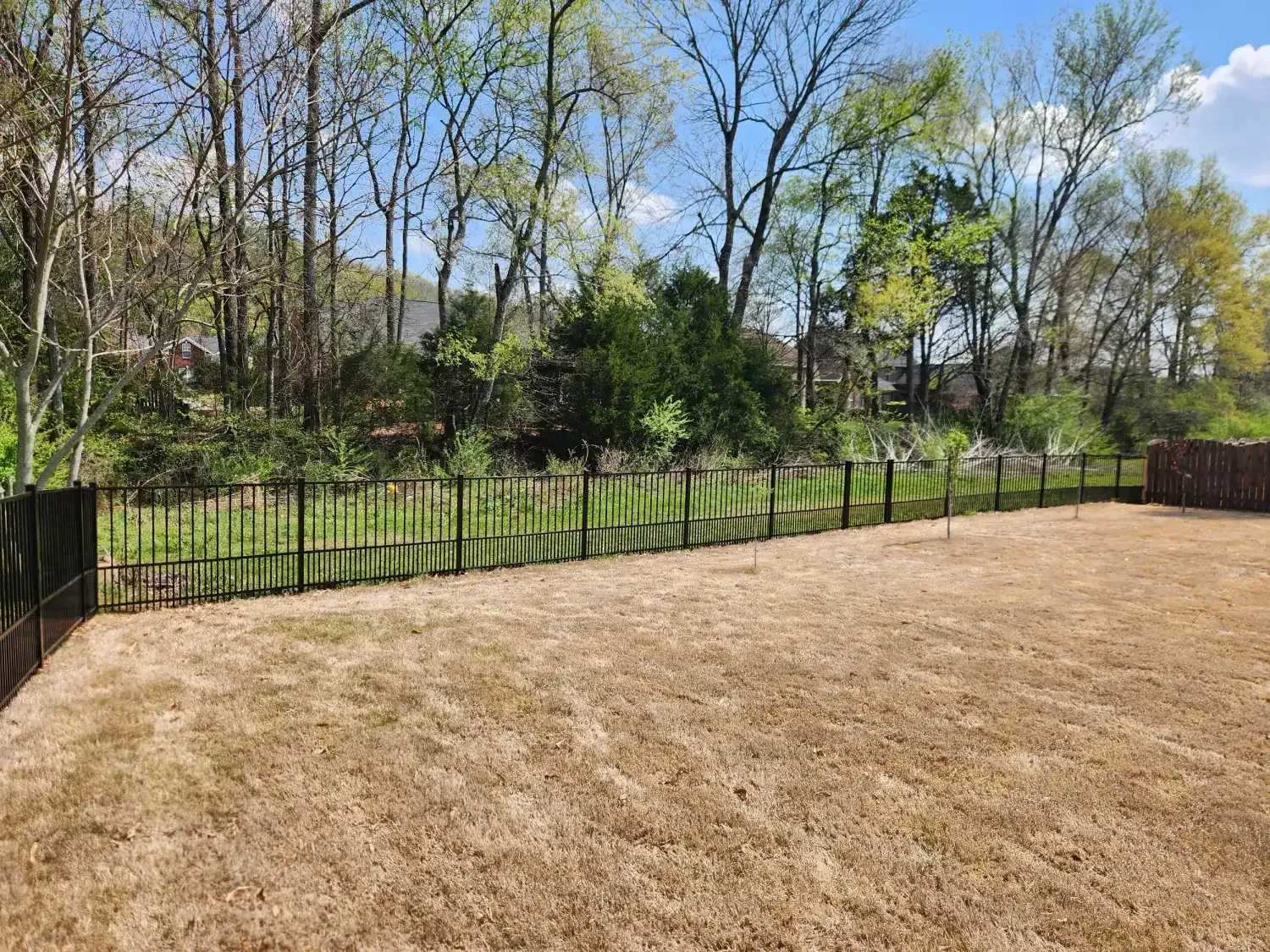 Backyard lawn with black metal fence and trees beyond under a clear blue sky