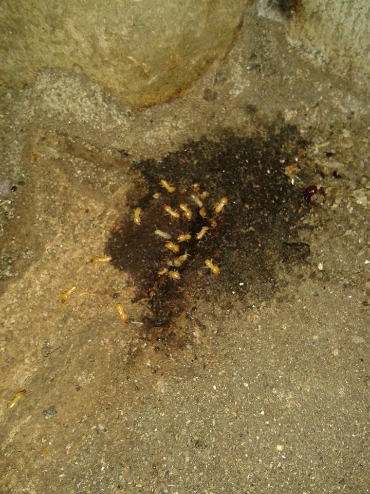A Termite Colony Thriving in Natraspray Lismore's Innovative Solutions — Natraspray Lismore in Goonellabah, NSW
