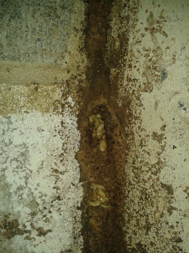 A Close-Up Of a Termite Crawling on A Wall — Natraspray Lismore in Goonellabah, NSW