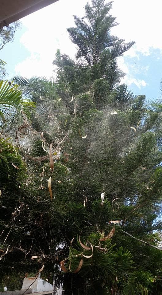 Pine Tree Adorned with Spider Webs — Natraspray Lismore in Goonellabah, NSW